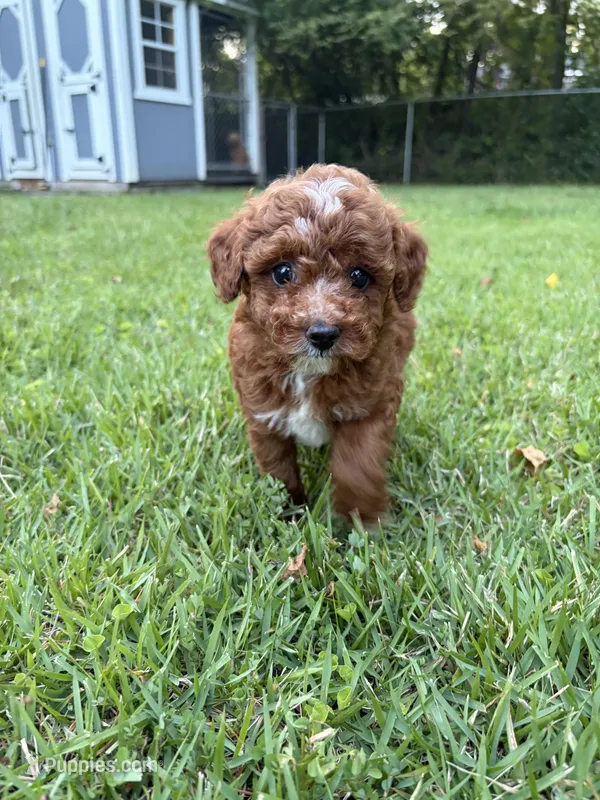 Theo – Poodle - Miniature  puppy for sale in Millbrook, AL