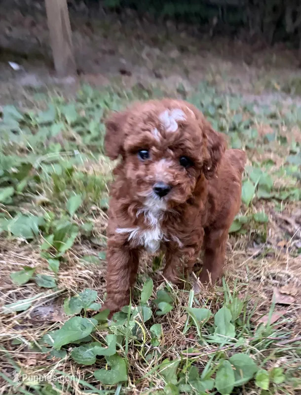 Theo – Poodle - Miniature  puppy for sale in Millbrook, AL