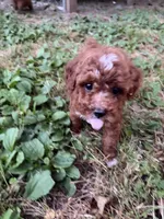 Theo, a male Poodle - Miniature  for sale in Millbrook, AL – Photo 3 of 4