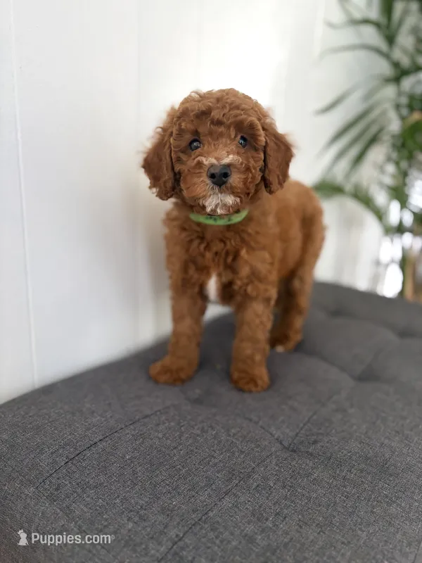 Tucker – Poodle - Miniature  puppy for sale in Millbrook, AL