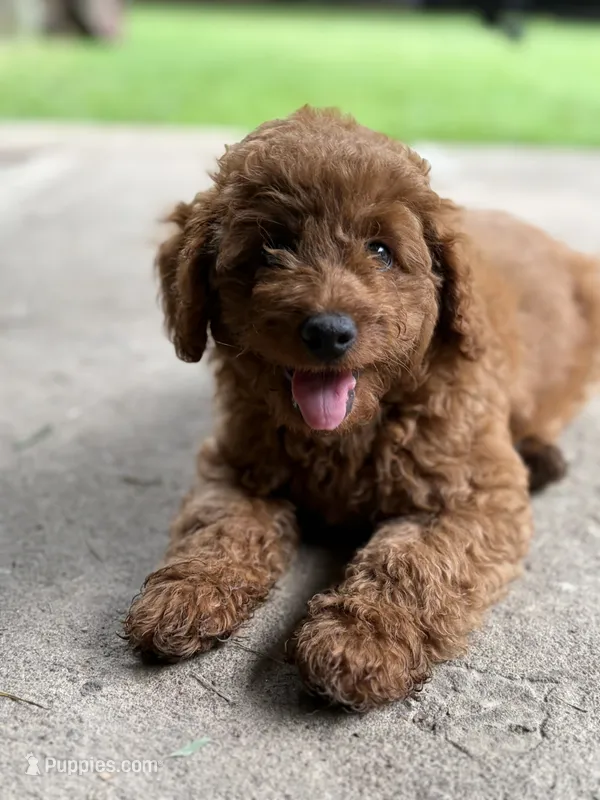 Diesel  – Poodle - Miniature  puppy for sale in Millbrook, AL