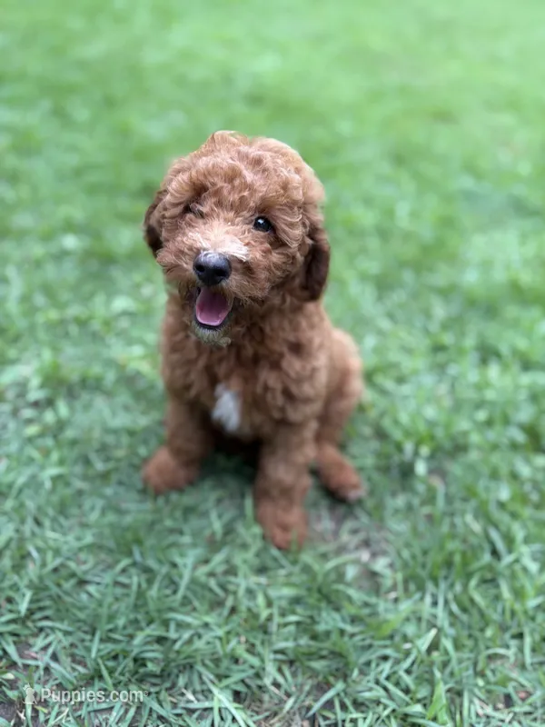 Tucker – Poodle - Miniature  puppy for sale in Millbrook, AL
