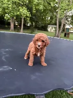 Tucker, a male Poodle - Miniature  for sale in Millbrook, AL – Photo 8 of 8