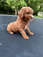 Tucker, a male Poodle - Miniature  for sale in Millbrook, AL – Photo 7 of 8