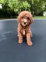 Tucker, a male Poodle - Miniature  for sale in Millbrook, AL – Photo 1 of 8