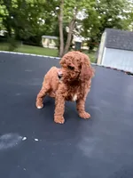 Tucker, a male Poodle - Miniature  for sale in Millbrook, AL – Photo 6 of 8
