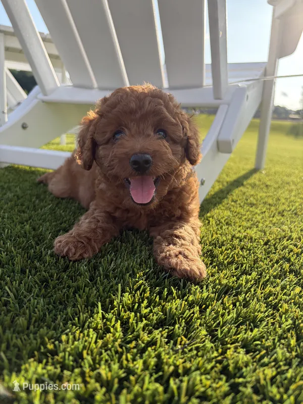 Diesel  – Poodle - Miniature  puppy for sale in Millbrook, AL