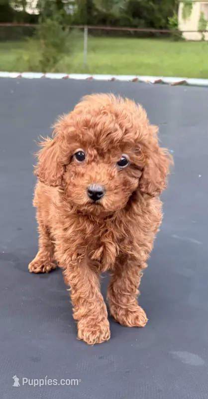 Elliott – Poodle - Miniature  puppy for sale in Millbrook, AL