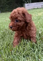 Elliott, a male Poodle - Miniature  for sale in Millbrook, AL – Photo 2 of 4