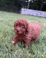 Elliott, a male Poodle - Miniature  for sale in Millbrook, AL – Photo 3 of 4