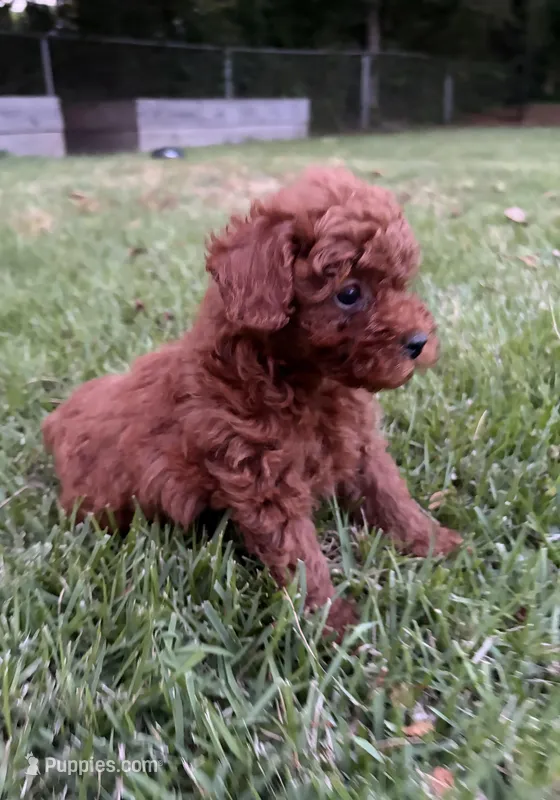 Elliott – Poodle - Miniature  puppy for sale in Millbrook, AL