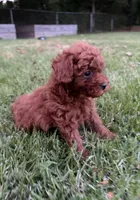 Elliott, a male Poodle - Miniature  for sale in Millbrook, AL – Photo 1 of 4