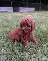 Elliott, a male Poodle - Miniature  for sale in Millbrook, AL – Photo 4 of 4
