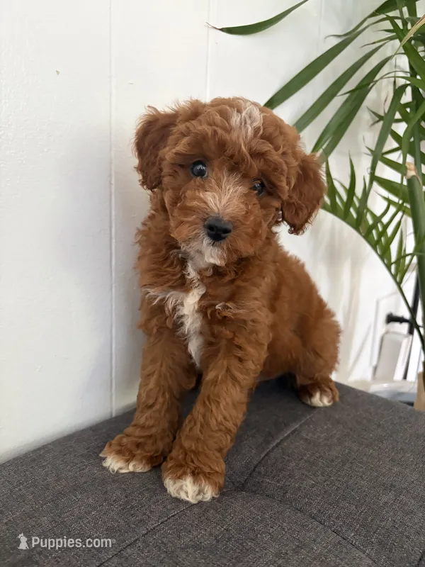 Theo – Poodle - Miniature  puppy for sale in Millbrook, AL