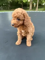 Diesel , a male Poodle - Miniature  for sale in Millbrook, AL – Photo 4 of 5