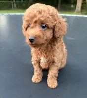 Diesel , a male Poodle - Miniature  for sale in Millbrook, AL – Photo 3 of 5