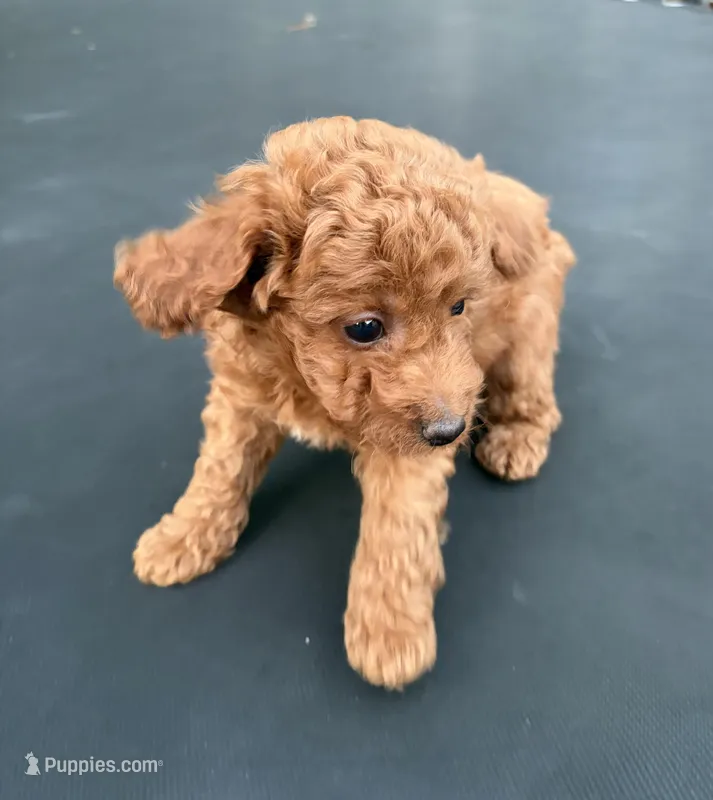 Diesel , a male Poodle - Miniature  for sale in Millbrook, AL – Photo 1 of 5