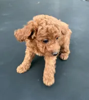 Diesel , a male Poodle - Miniature  for sale in Millbrook, AL – Photo 1 of 5