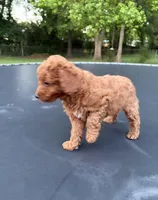 Diesel , a male Poodle - Miniature  for sale in Millbrook, AL – Photo 5 of 5