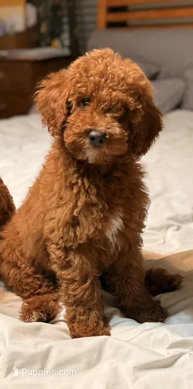 Tucker – Poodle - Miniature  puppy for sale in Millbrook, AL