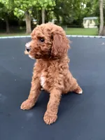 Tucker, a male Poodle - Miniature  for sale in Millbrook, AL – Photo 2 of 8