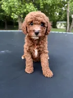 Tucker, a male Poodle - Miniature  for sale in Millbrook, AL – Photo 3 of 8