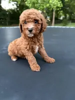 Tucker, a male Poodle - Miniature  for sale in Millbrook, AL – Photo 4 of 8