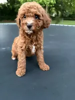 Tucker, a male Poodle - Miniature  for sale in Millbrook, AL – Photo 5 of 8