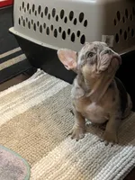 Puppy , a male French Bulldog for sale in Fenton Township, MI – Photo 3 of 3