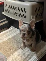 Puppy , a male French Bulldog for sale in Fenton Township, MI – Photo 2 of 3