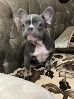 processed/f00e1cbd-7445-4631-a12c-5a8362dd86c3/listing/1fd386a1-c41b-4769-99c9-8d27bd91aa9d/c8c6bdbd-0cd2-49de-bb81-94144fde5496