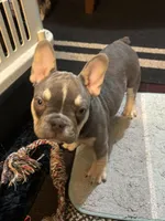 French , a male French Bulldog for sale in Fenton Township, MI – Photo 1 of 2