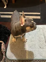 French , a male French Bulldog for sale in Fenton Township, MI – Photo 2 of 2