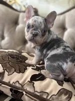 Philip, a male French Bulldog for sale in Fenton Township, MI – Photo 1 of 3