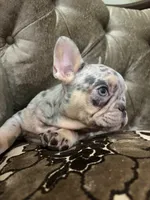 Philip, a male French Bulldog for sale in Fenton Township, MI – Photo 2 of 3