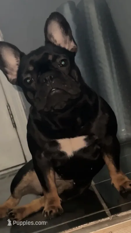Zoey  – French Bulldog puppy for sale in Norcross, GA