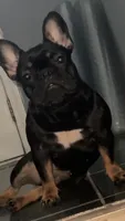 Zoey , a female French Bulldog for sale in Norcross, GA – 1 of 4