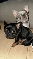 Zoey , a female French Bulldog for sale in Norcross, GA – 4 of 4