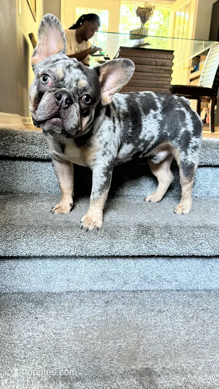 Rocko  – French Bulldog puppy for sale in Norcross, GA