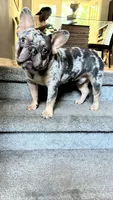 Rocko , a male French Bulldog for sale in Norcross, GA – 1 of 4
