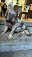 Rocko , a male French Bulldog for sale in Norcross, GA – 3 of 4