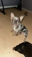 Rocko , a male French Bulldog for sale in Norcross, GA – 4 of 4