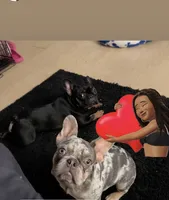 Zoey , a female French Bulldog for sale in Norcross, GA – 3 of 4