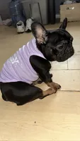 Zoey , a female French Bulldog for sale in Norcross, GA – 2 of 4