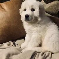 Angel, a female Great Pyrenees for sale in Demotte, IN – Photo 1 of 2