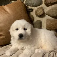 Angel, a female Great Pyrenees for sale in Demotte, IN – Photo 2 of 2