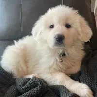 Dove, a female Great Pyrenees for sale in Demotte, IN – 1 of 1