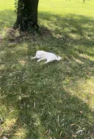 Bailey, a female Great Pyrenees for sale in Demotte, IN – Photo 3 of 6