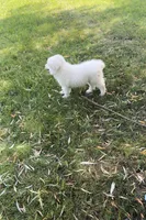 Bailey, a female Great Pyrenees for sale in Demotte, IN – Photo 1 of 6