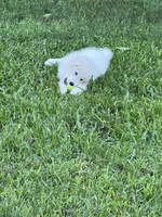 Bailey, a female Great Pyrenees for sale in Demotte, IN – Photo 4 of 6